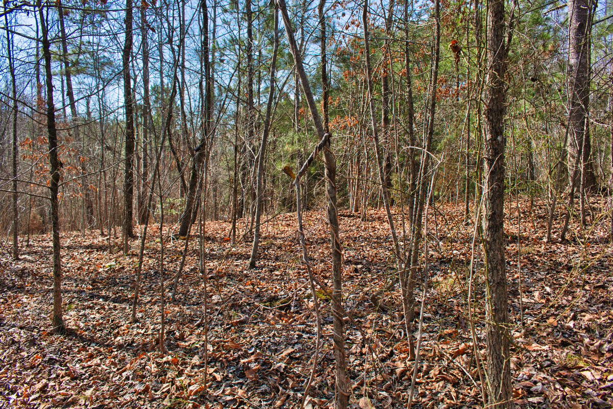 near level land on lot 170 in Clearwater Creek