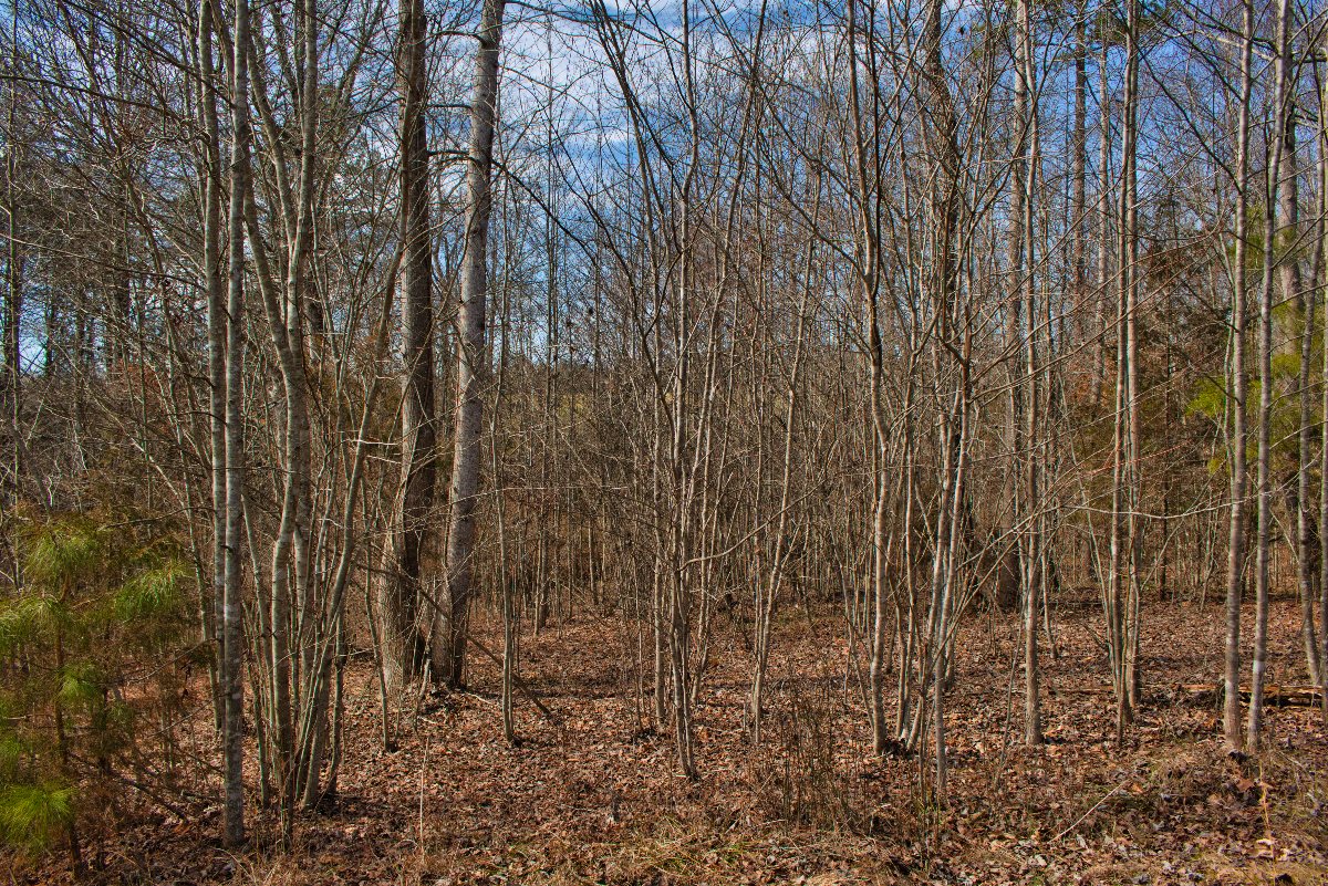 Wooded land in Rutherford County, NC