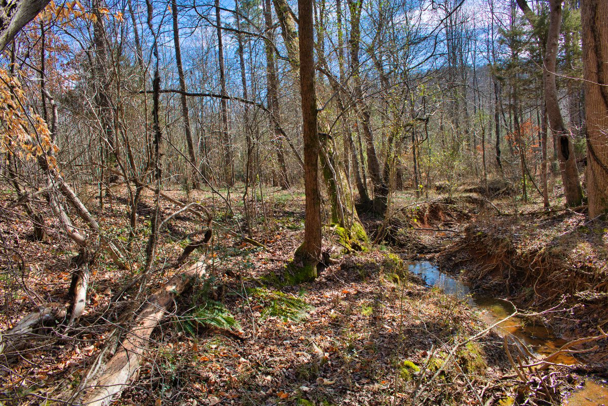 wooded lot 175 in Clearwater Creek