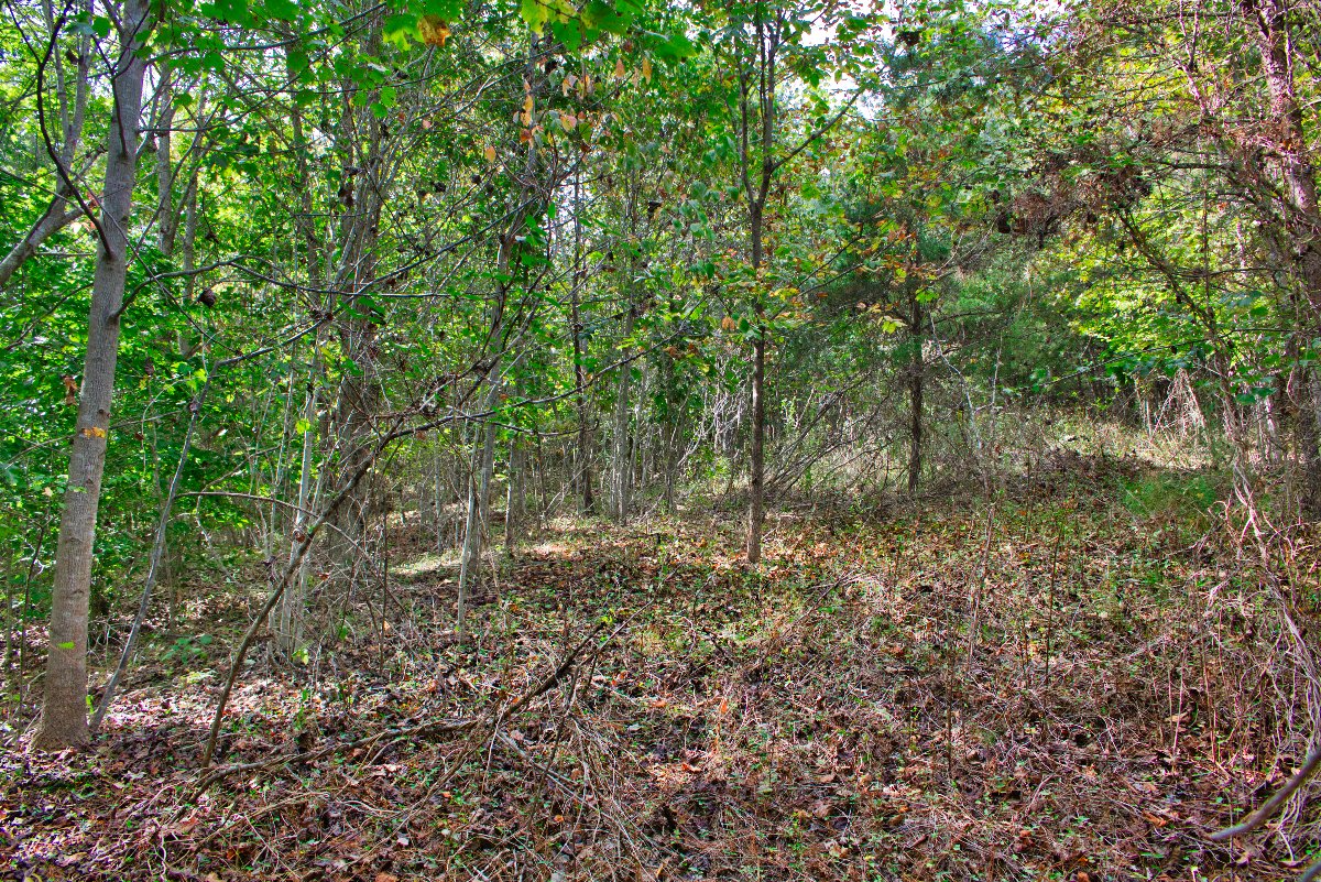 gently rolling terrain of lot 194 in Clearwater Creek