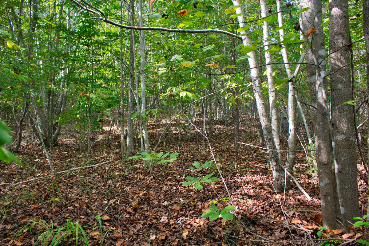 level build site on lot 194 in Clearwater Creek