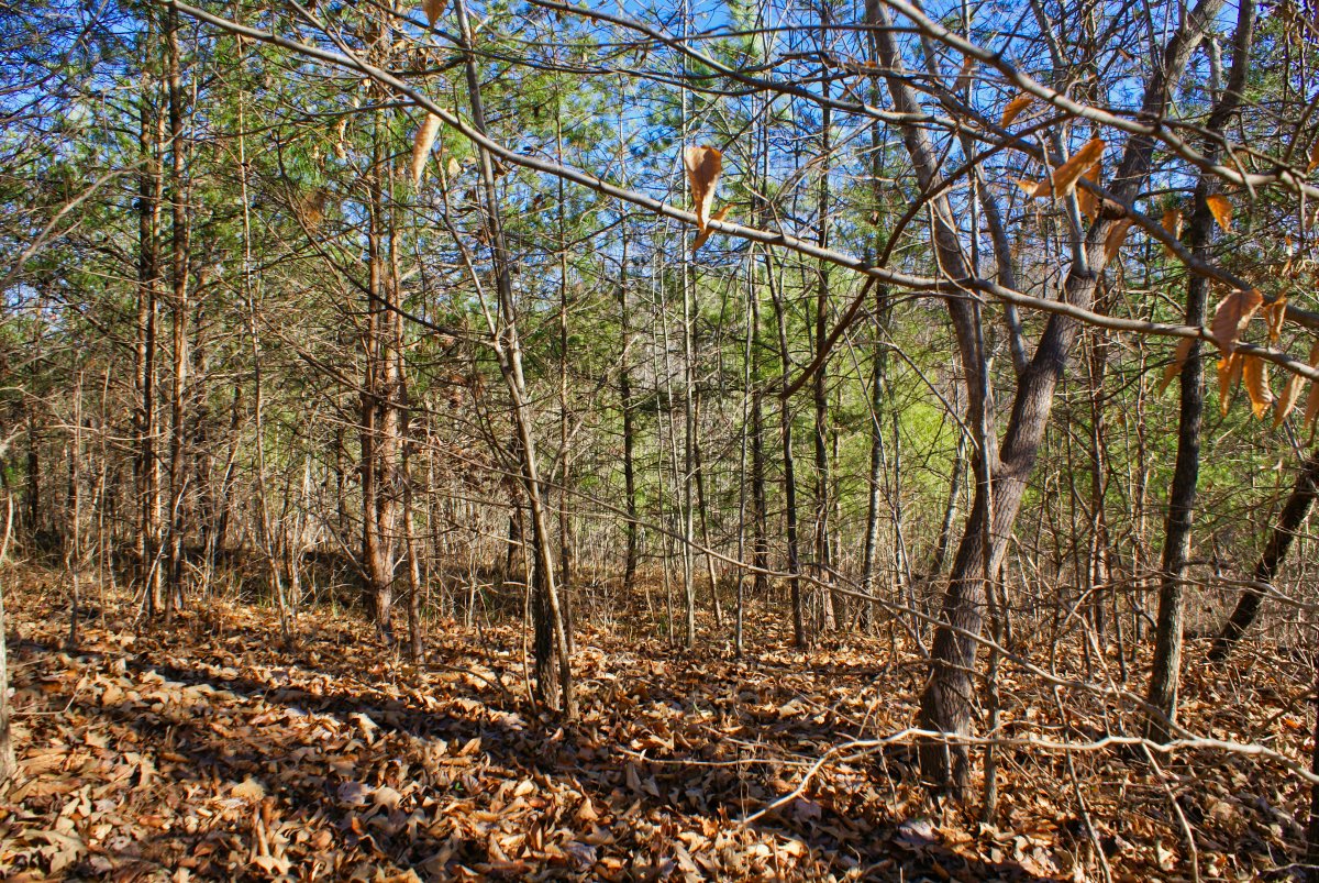 water frontage with gently sloping acreage in Clearwater Creek