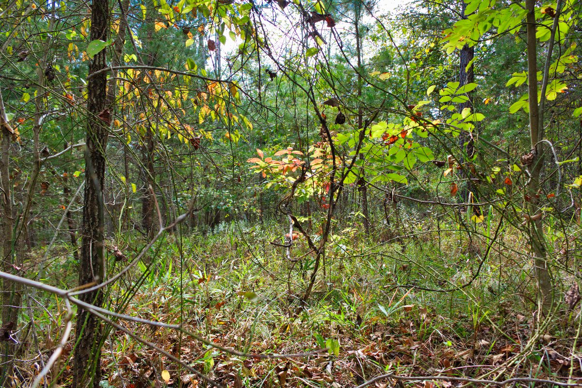 level build site on lot 196 in Clearwater Creek