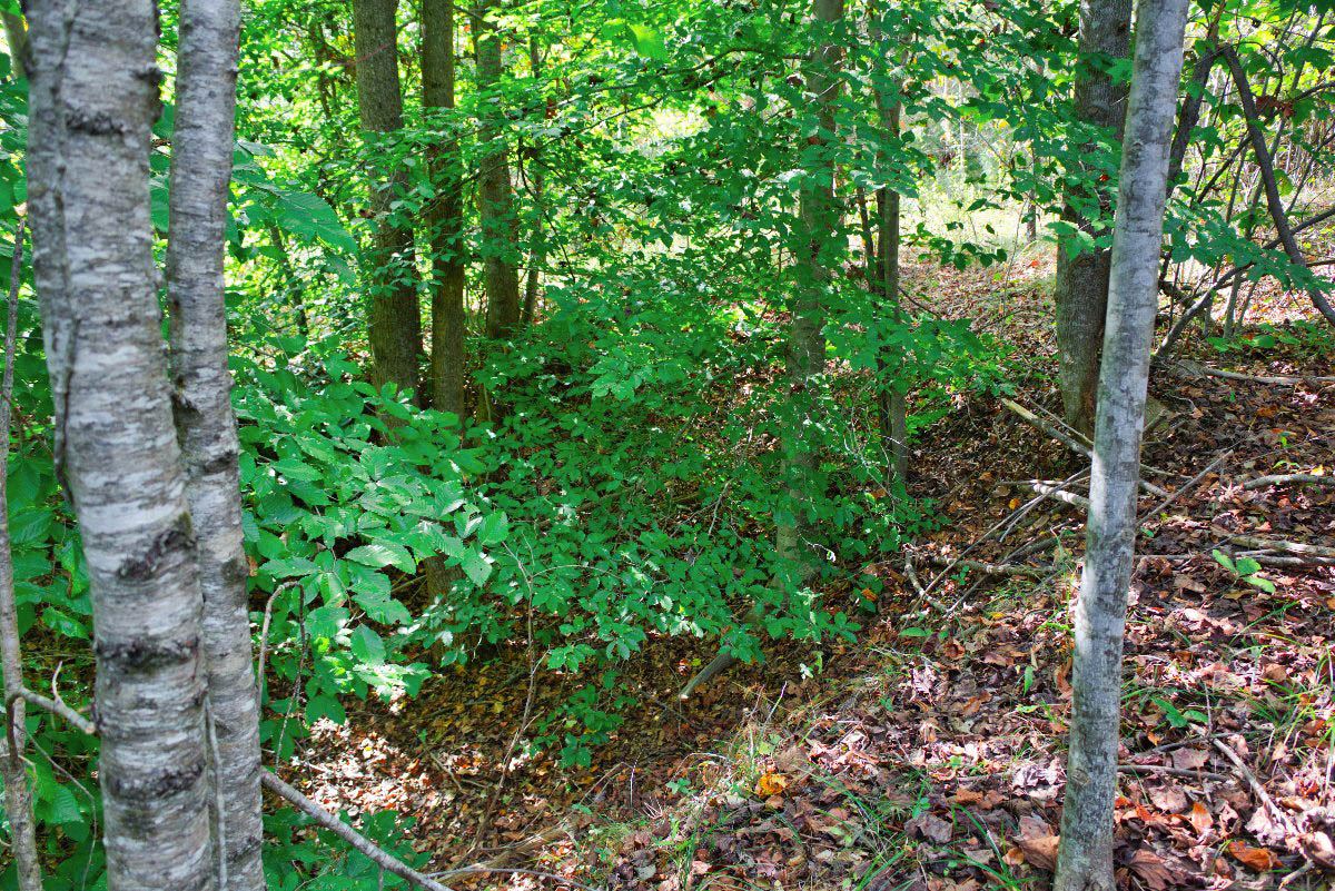 gently rolling terrain of lot 196 in Clearwater Creek