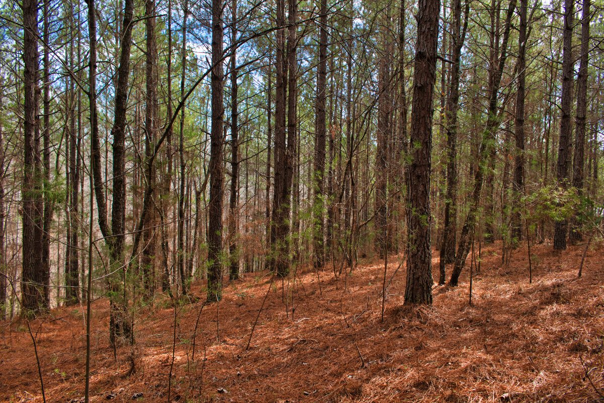 Wooded land in Rutherford County, NC