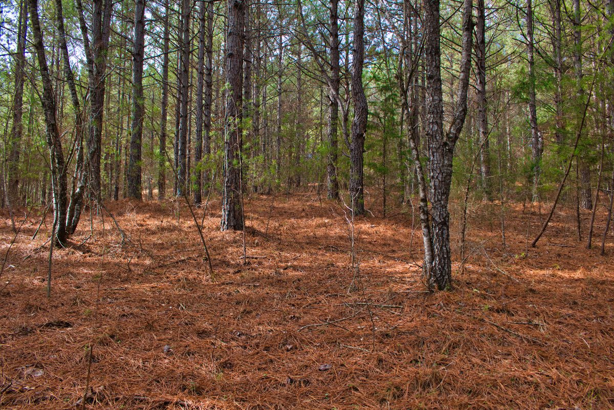 Wooded land in Rutherford County, NC