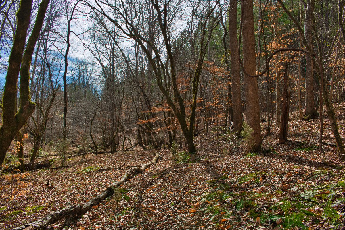 Wooded land in Rutherford County, NC