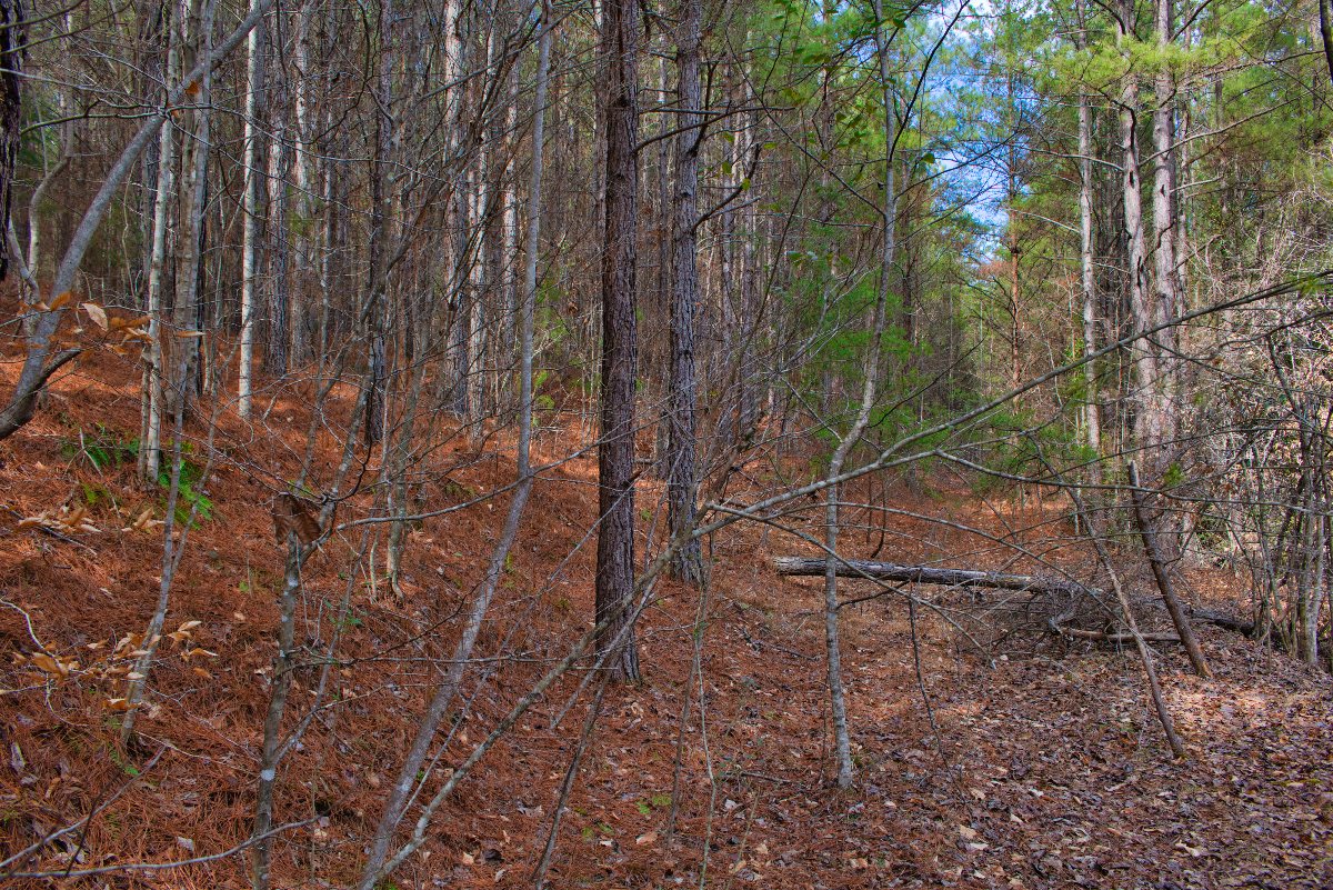 Wooded land in Rutherford County, NC