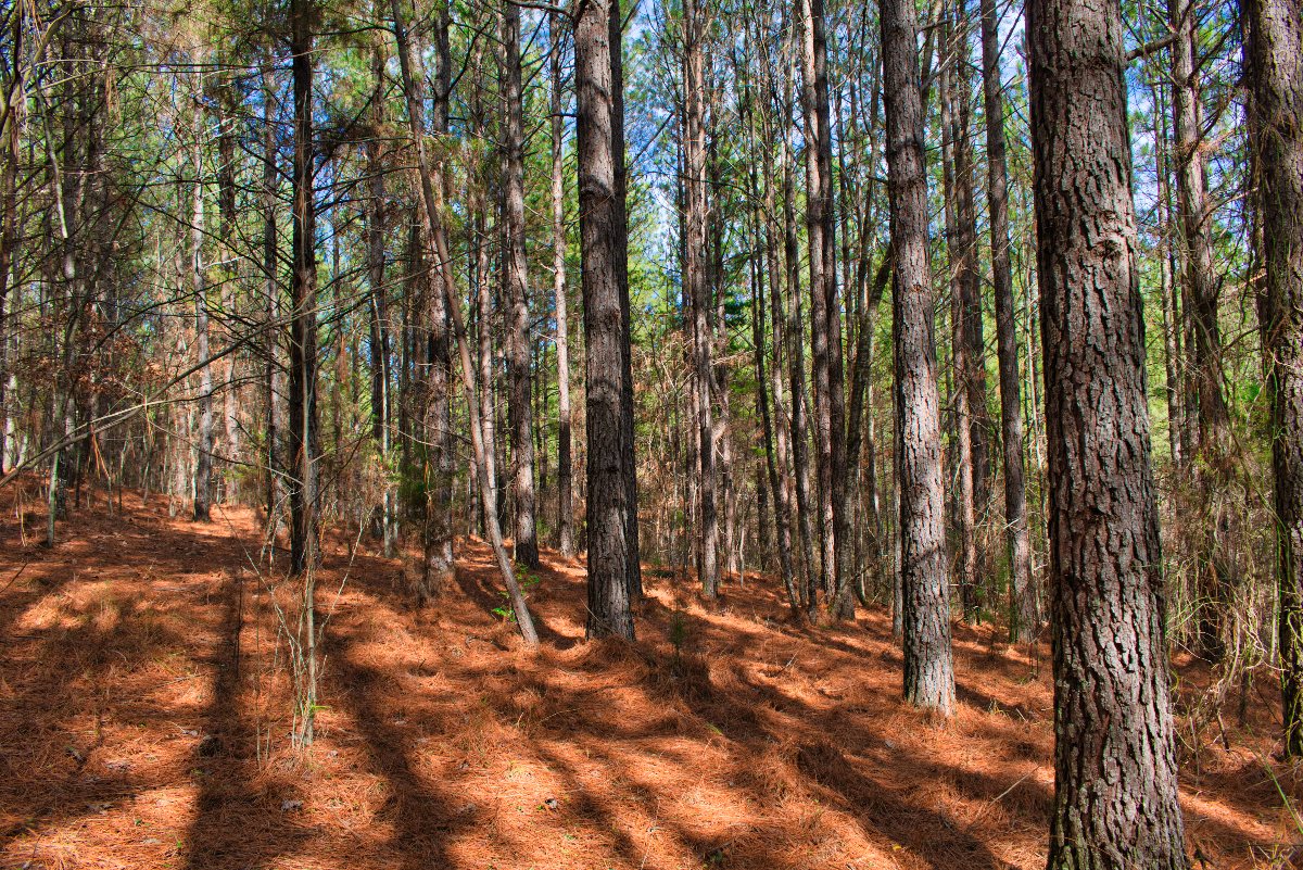 Wooded land in Rutherford County, NC