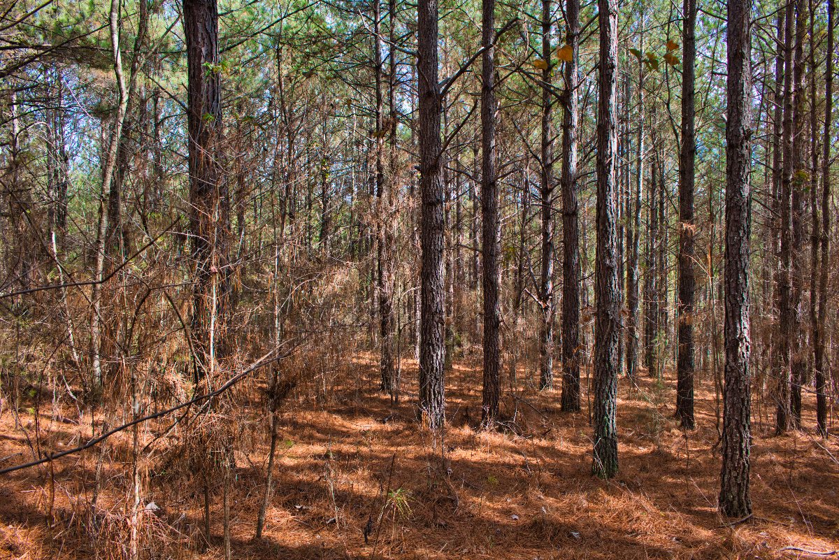 Wooded land in Rutherford County, NC