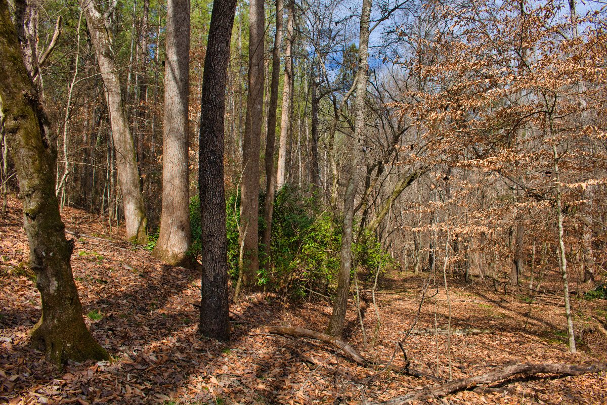 Wooded land in Rutherford County, NC