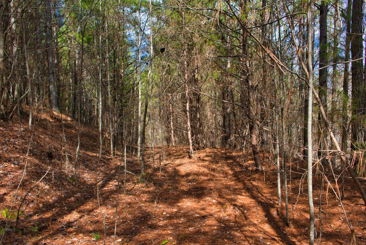 Wooded land in Rutherford County, NC