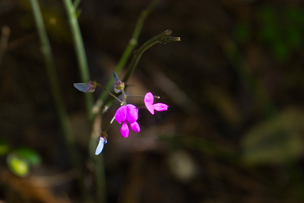 flower on property