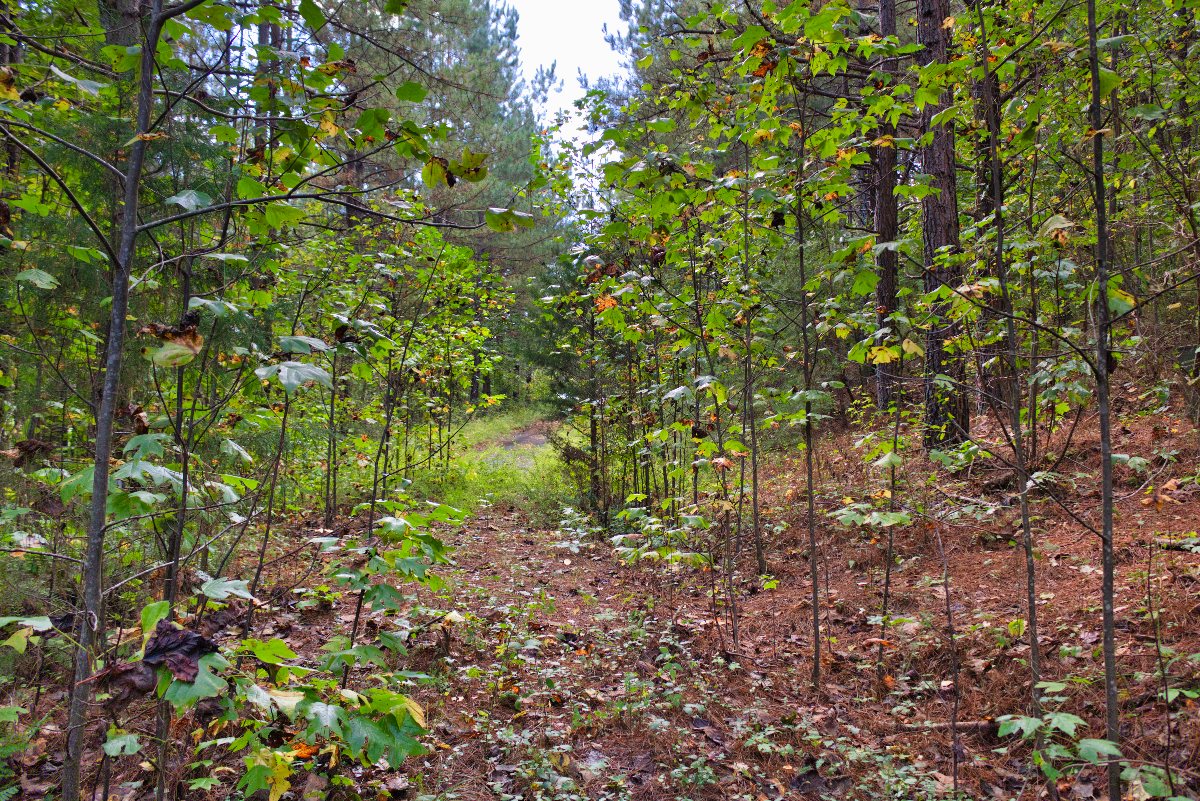 unpaved driveway continues along nw edge of property