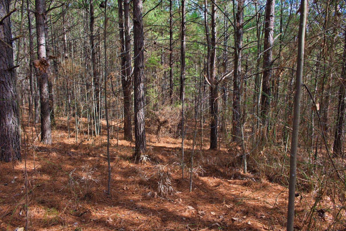 sloped, wooded land in Clearwater Creek