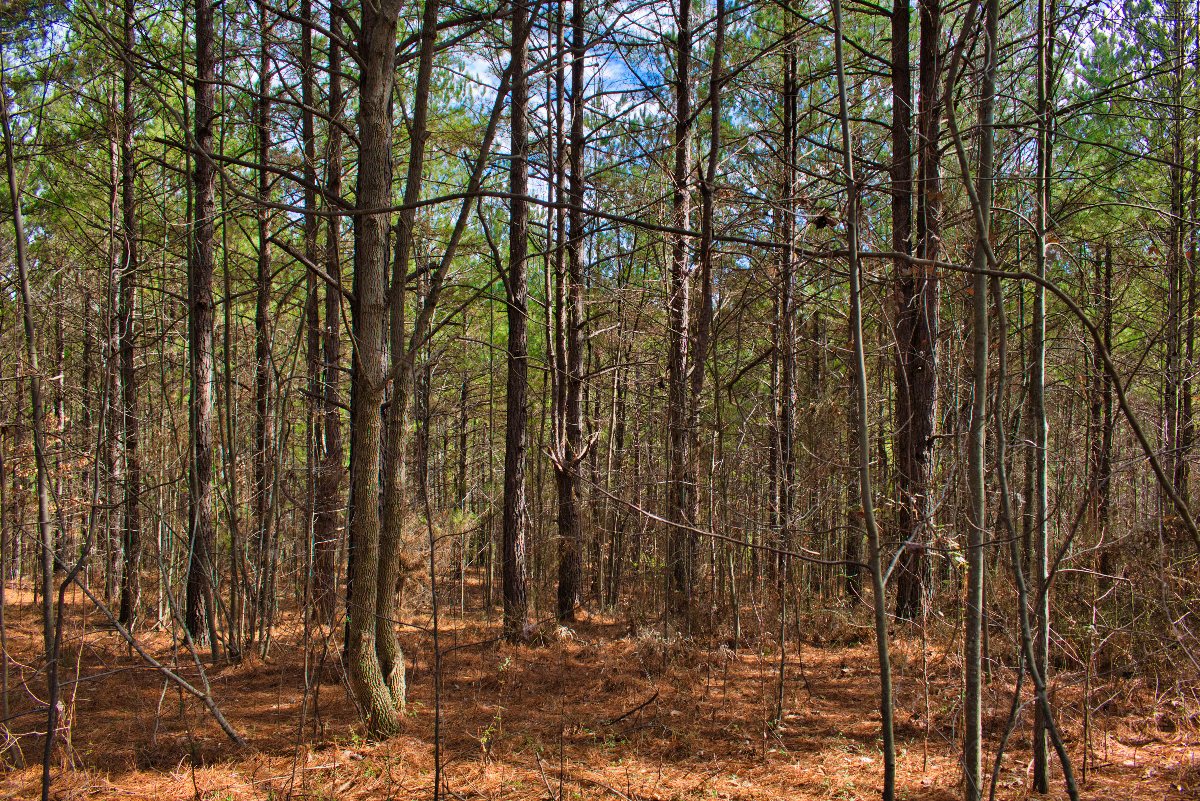 sloped, wooded land in Clearwater Creek