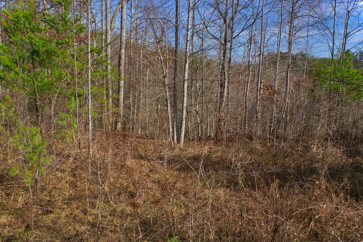 wooded, sloping land with stream frontage in Clearwater Creek