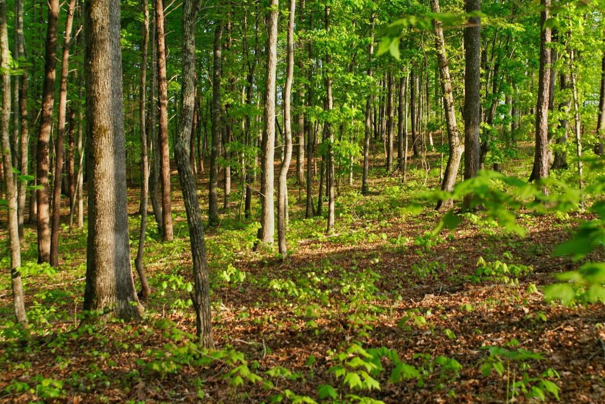 gentle slope of wooded land