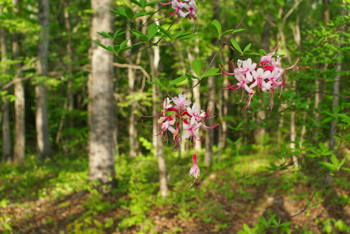 mountain laurel on wooded lot