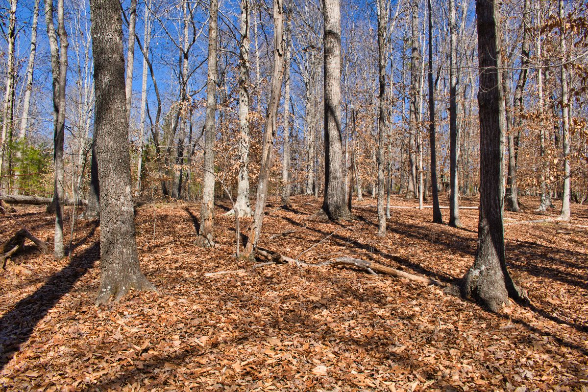 wooded land in western NC's Clearwater Creek