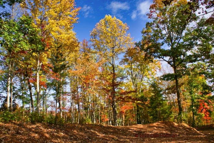 fall colors in western NC