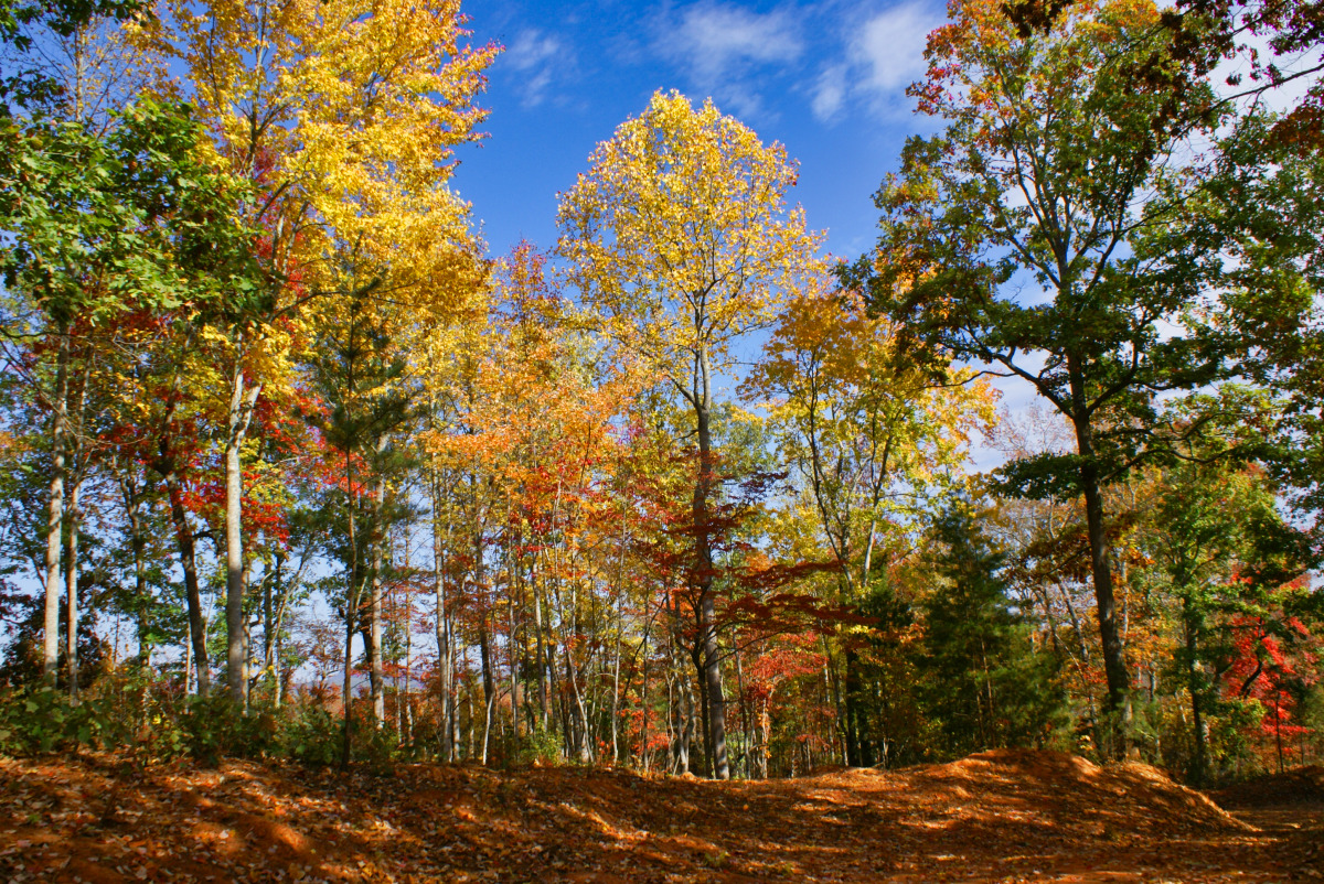 Common Area Park in Hearthstone Ridge