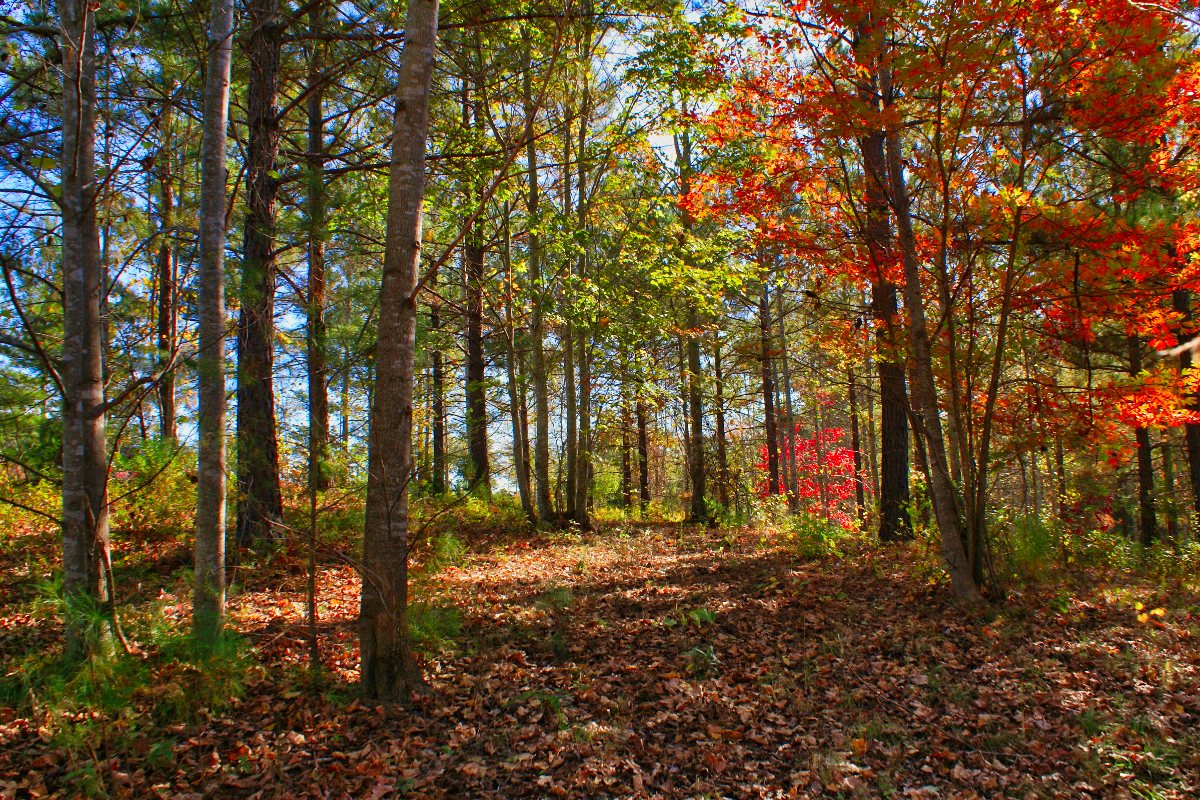 Wooded land in Rutherford County, NC