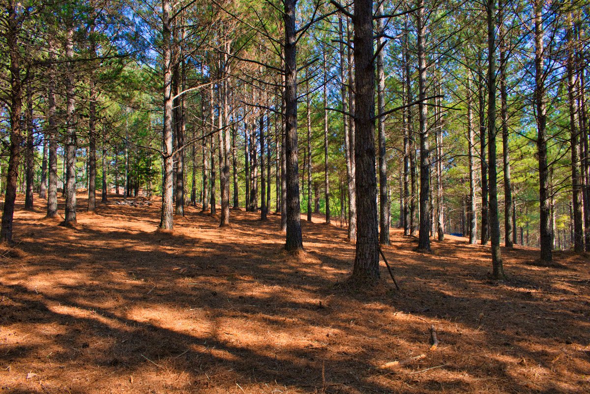 near-level land in western NC