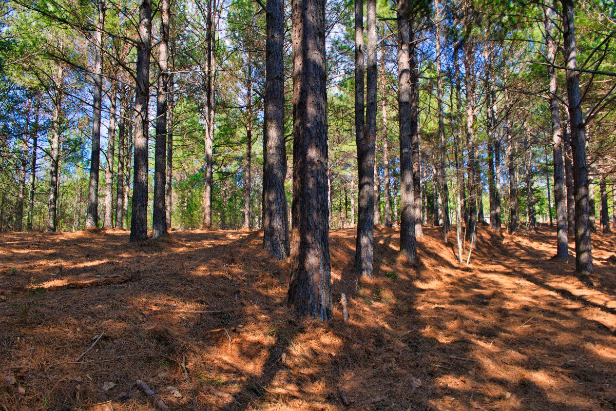 near-level land in western NC