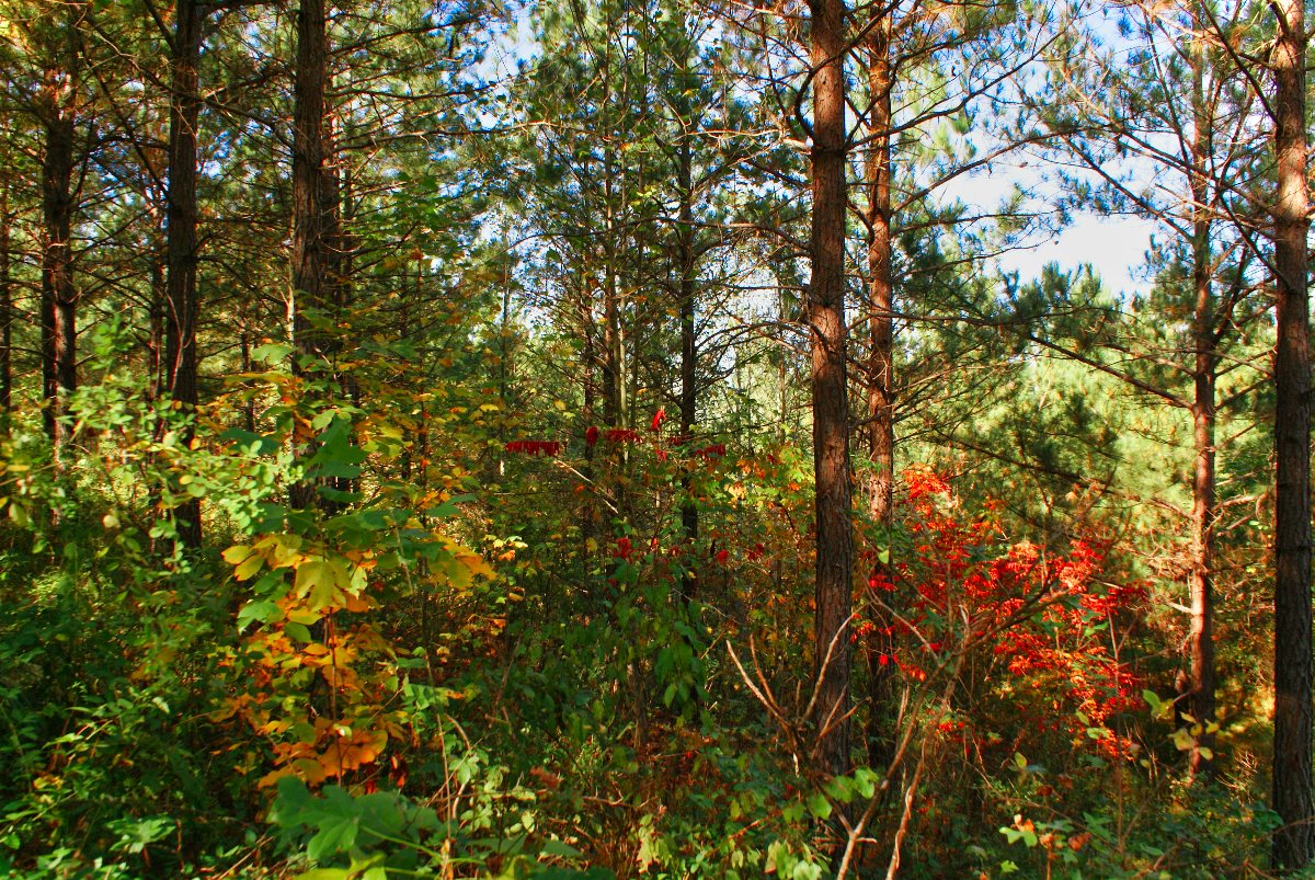 Wooded land in Rutherford County, NC