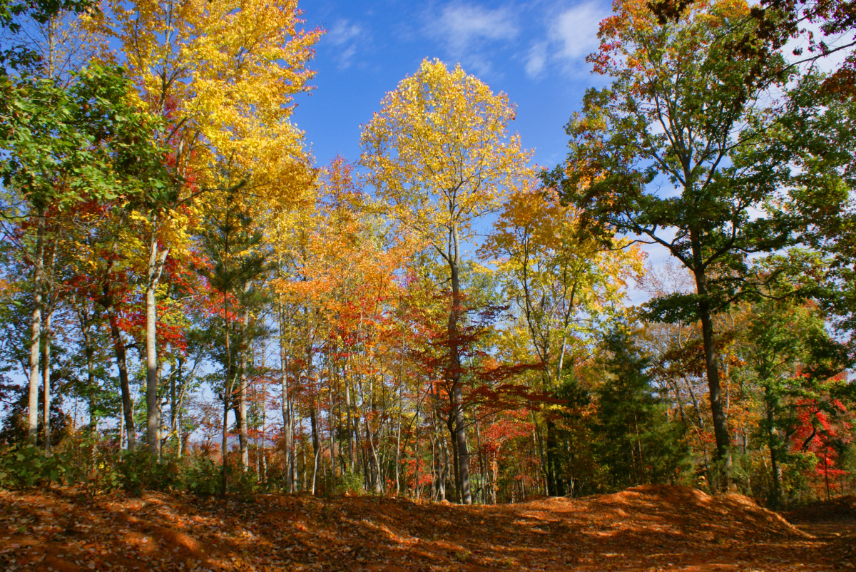 Beautiful wooded parcel with fall colors in Hearthstone Ridge