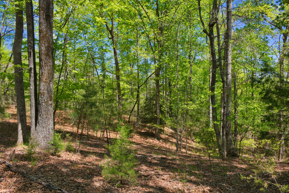 Beautiful wooded parcel in Hearthstone Ridge