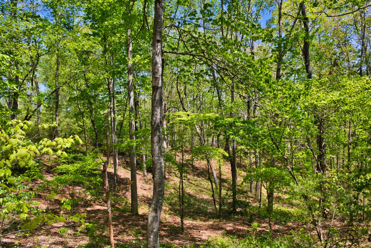 Beautiful wooded parcel in Hearthstone Ridge