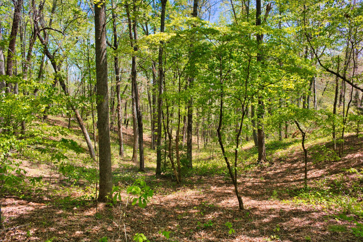 Beautiful wooded parcel in Hearthstone Ridge