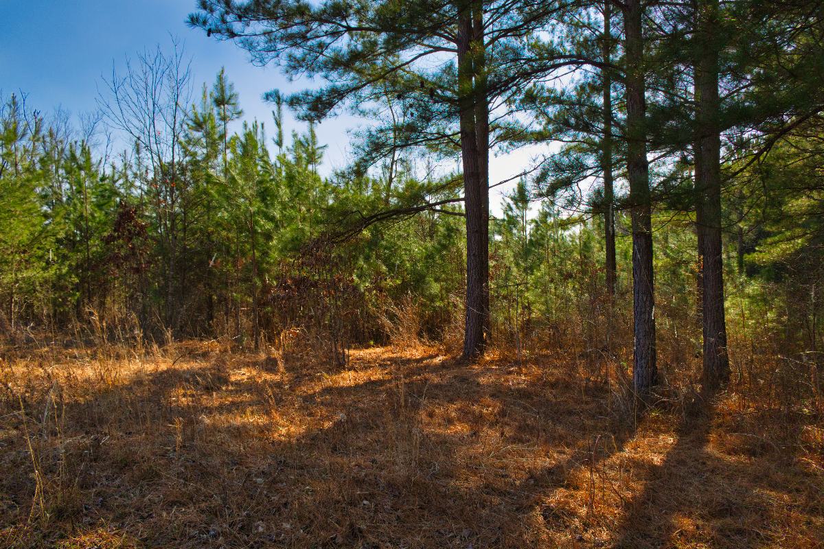 gently sloped land in Hearthstone Ridge