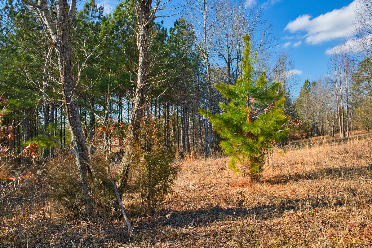 gently sloped land in Hearthstone Ridge