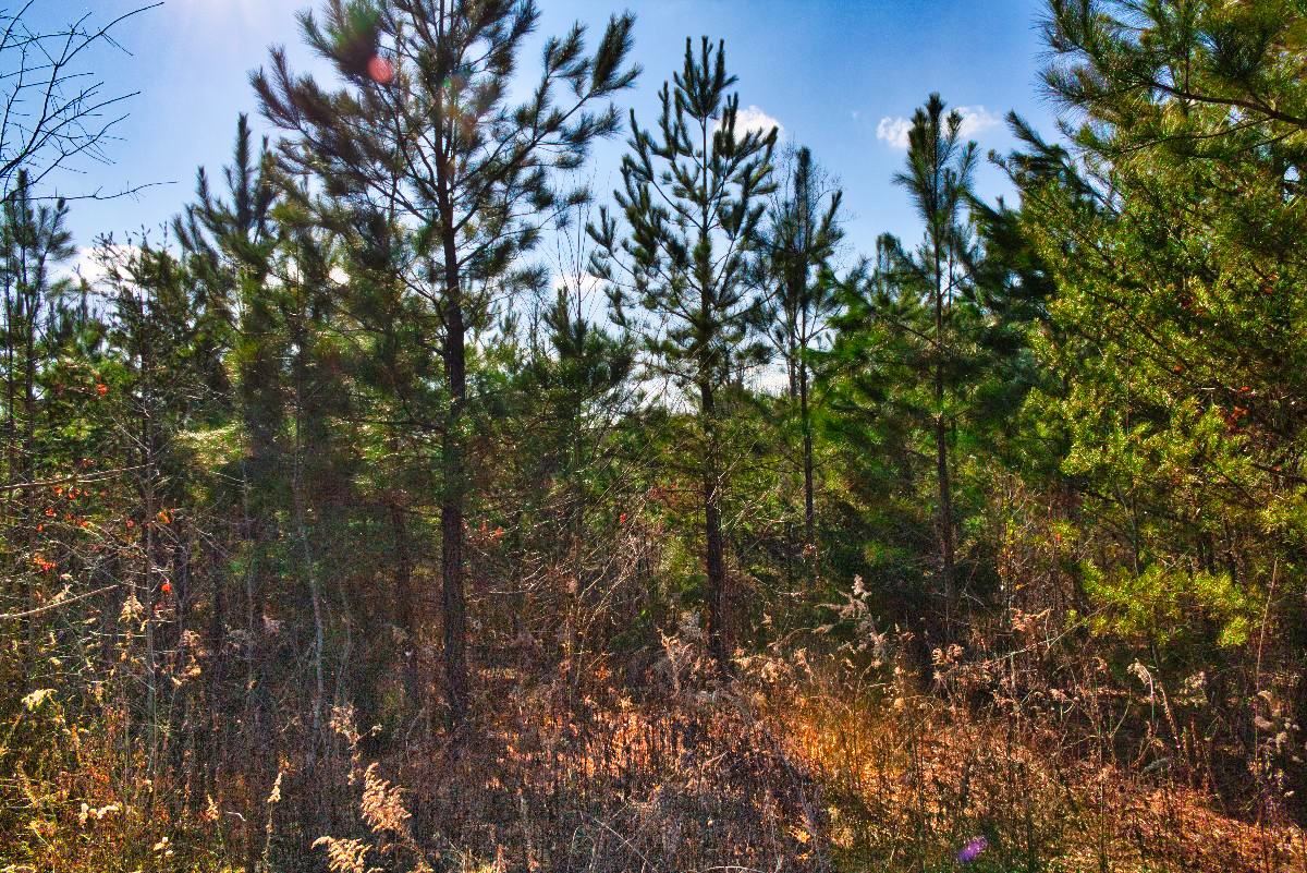 land at the end of a cul-de-sac in Hearthstone Ridge