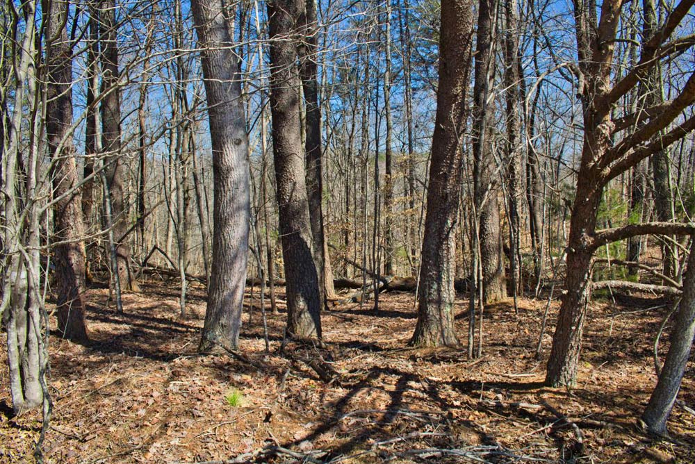 Wooded land in Rutherford County, NC