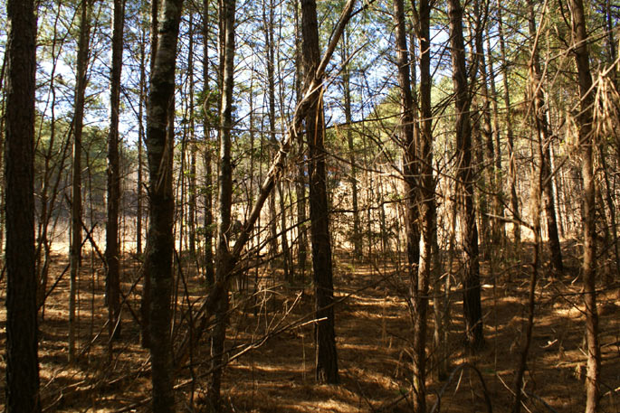 Wooded land in Rutherford County, NC