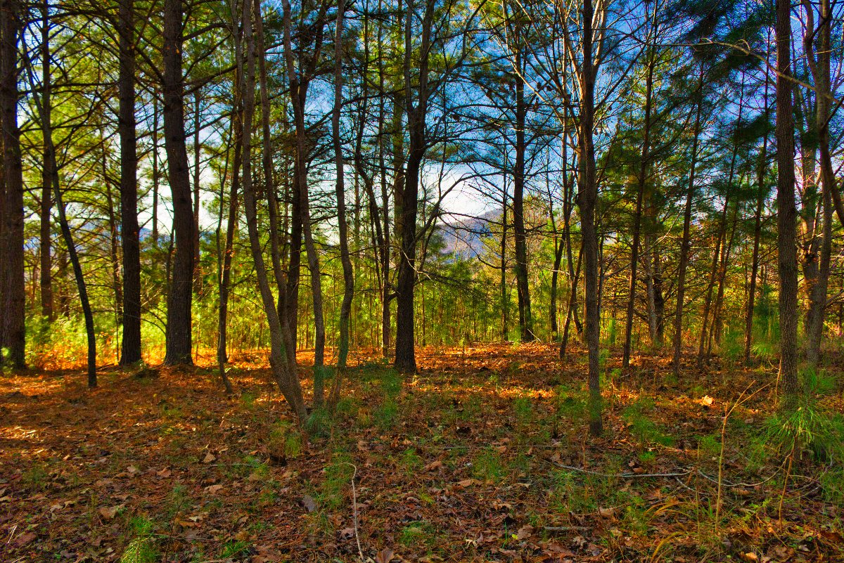 mountain view from level land