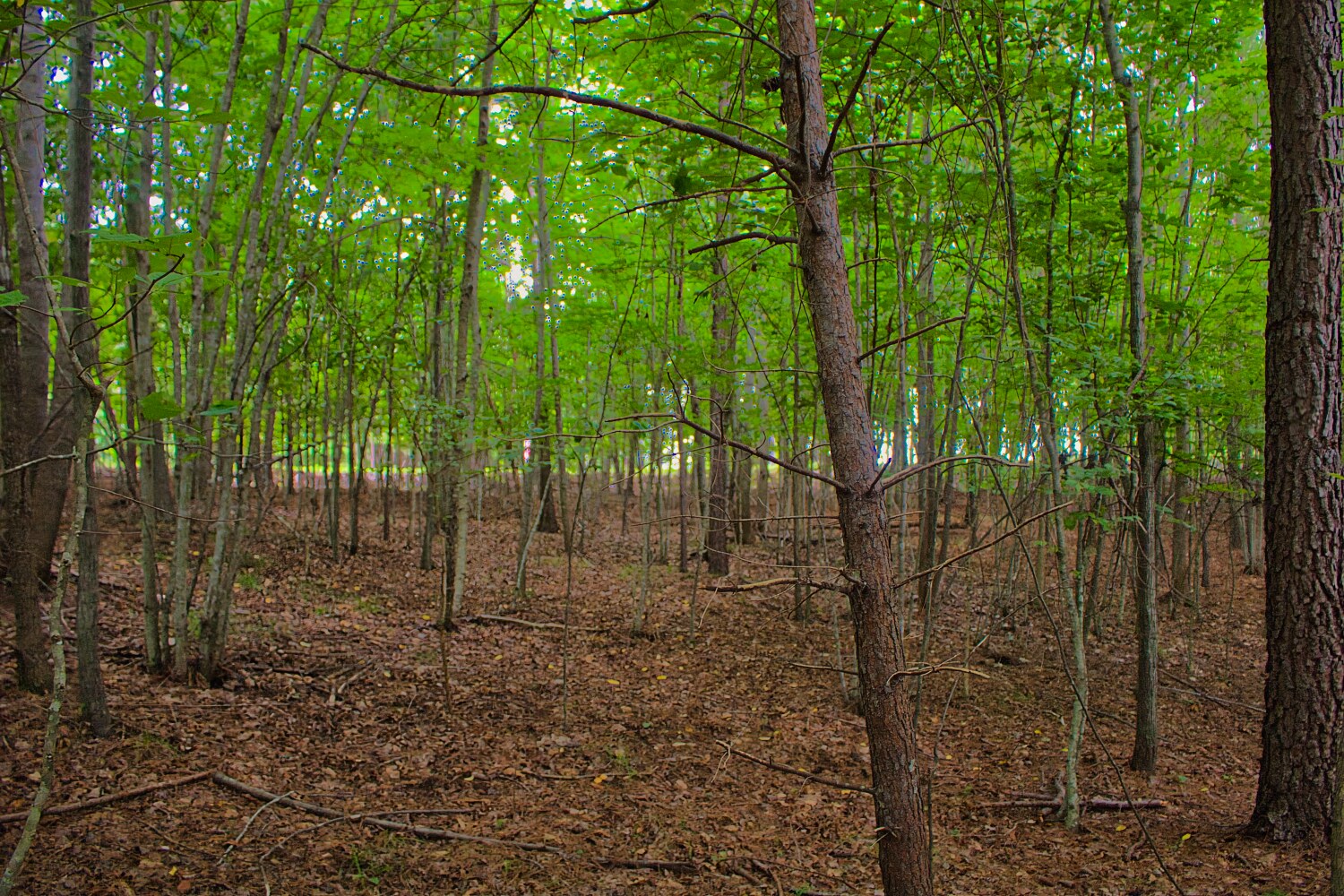 wooded lot 110 in Clearwater Creek