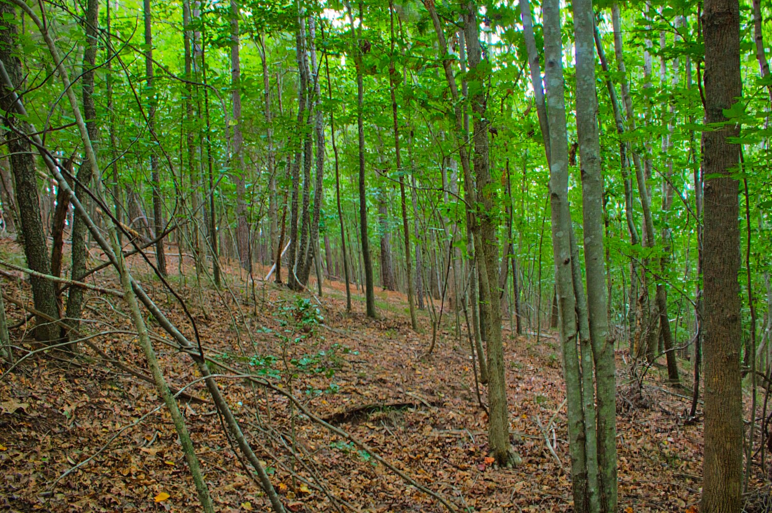 wooded lot 110 in Clearwater Creek