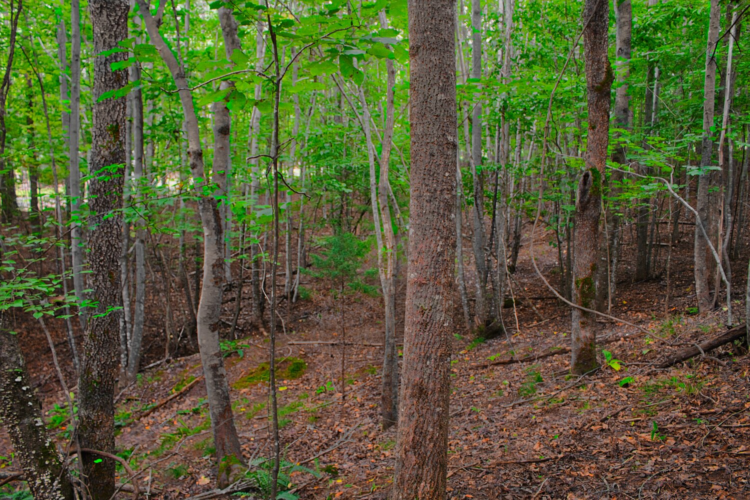 wooded lot 110 in Clearwater Creek