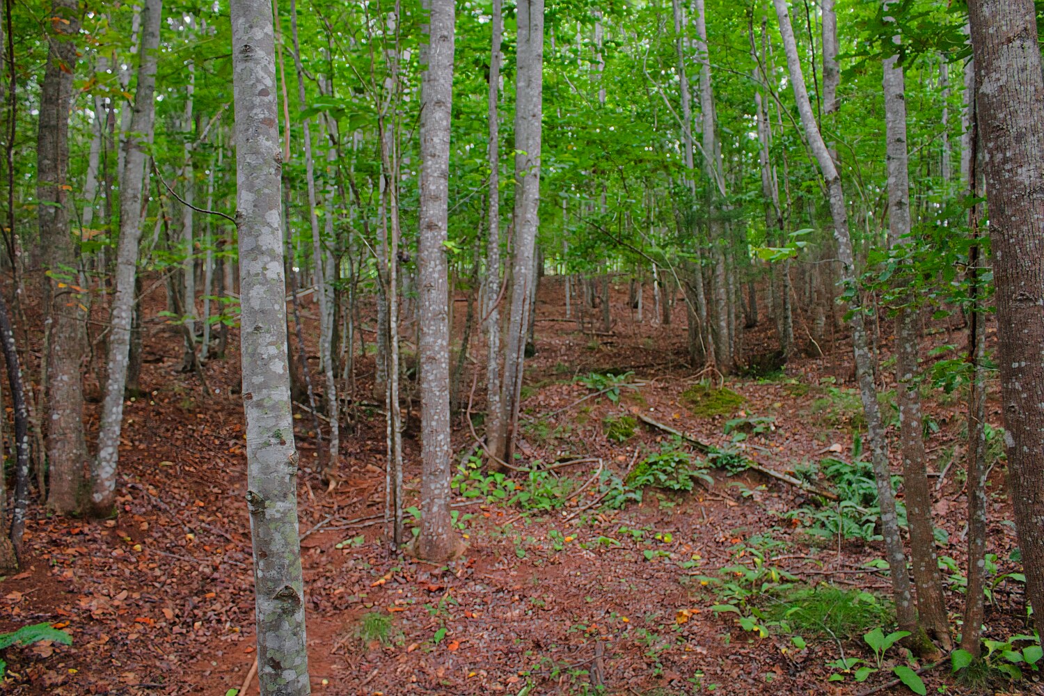 wooded lot 110 in Clearwater Creek