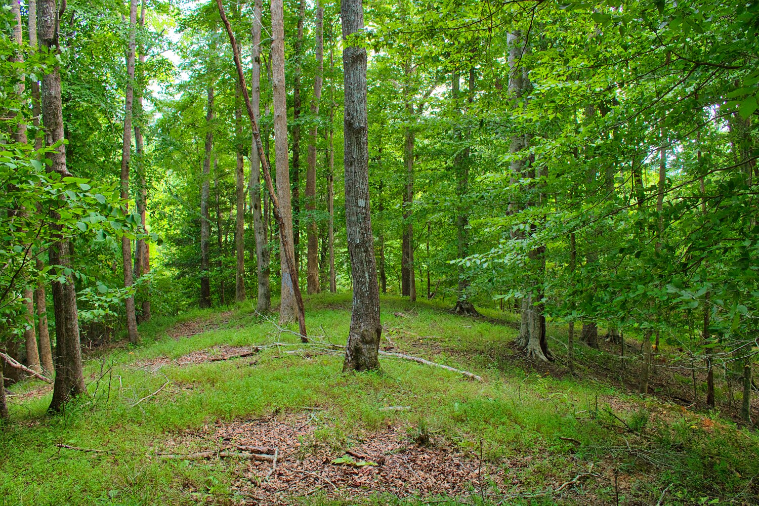 wooded lot 136 in Clearwater Creek - MLS# 4412566