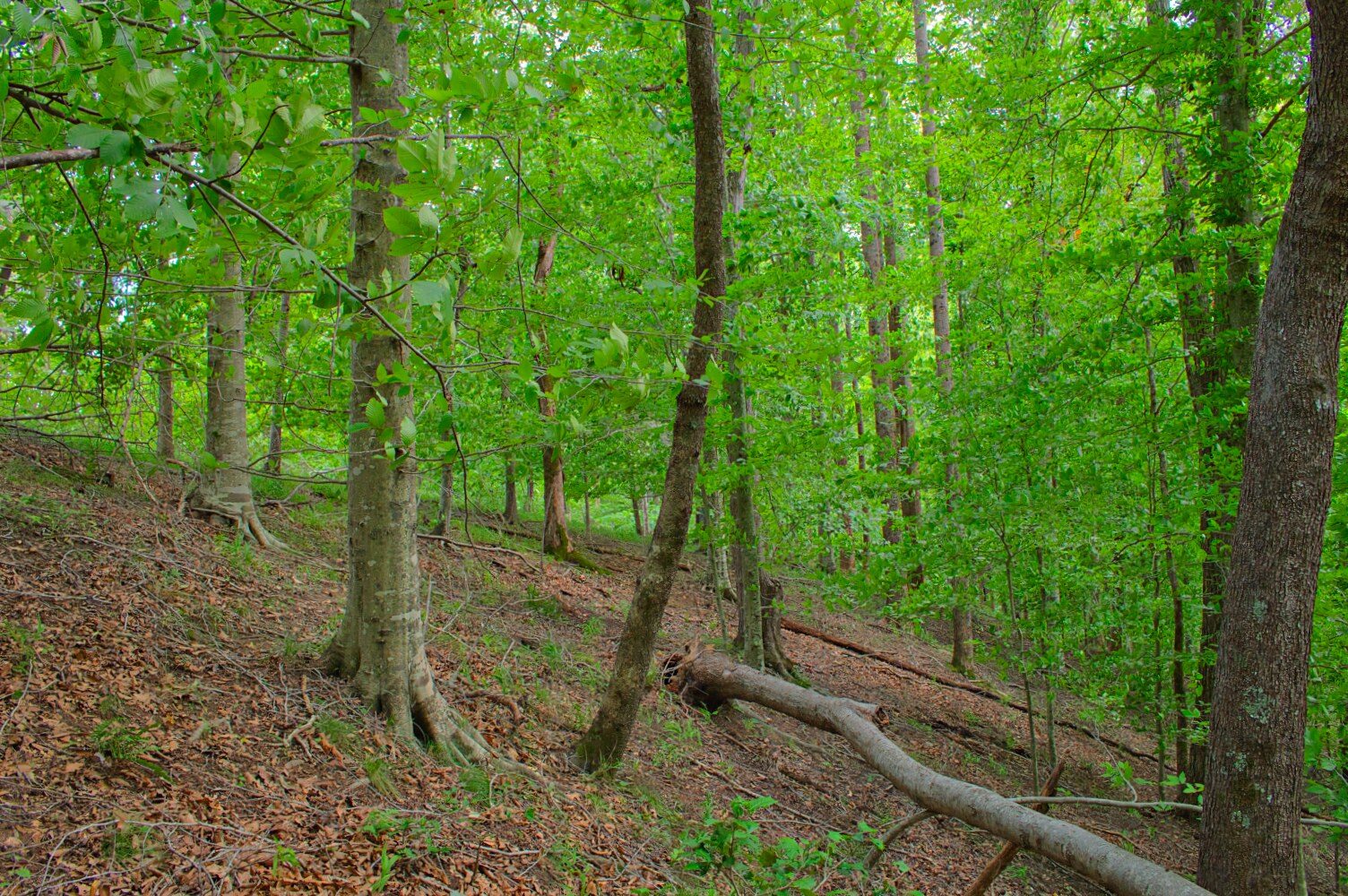 wooded lot 136 in Clearwater Creek - MLS# 4412566