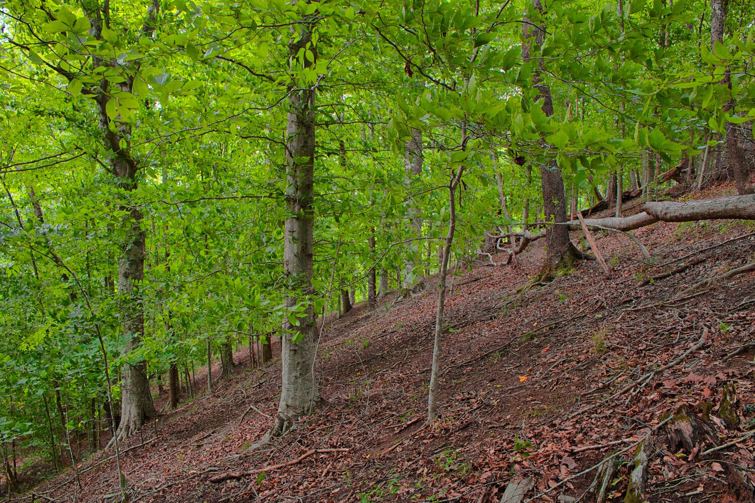 wooded lot 136 in Clearwater Creek - MLS# 4412566