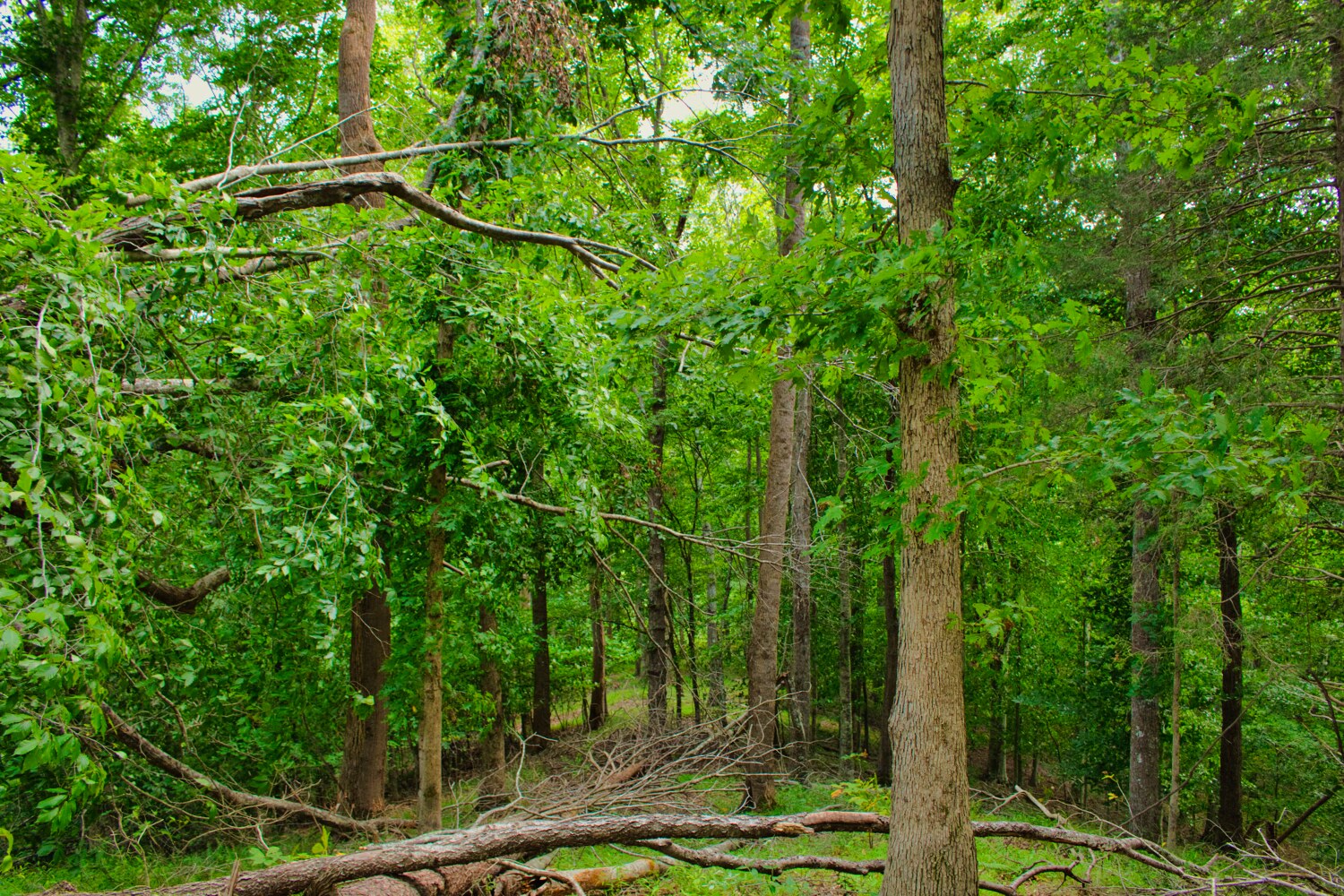 wooded lot 136 in Clearwater Creek - MLS# 4412566