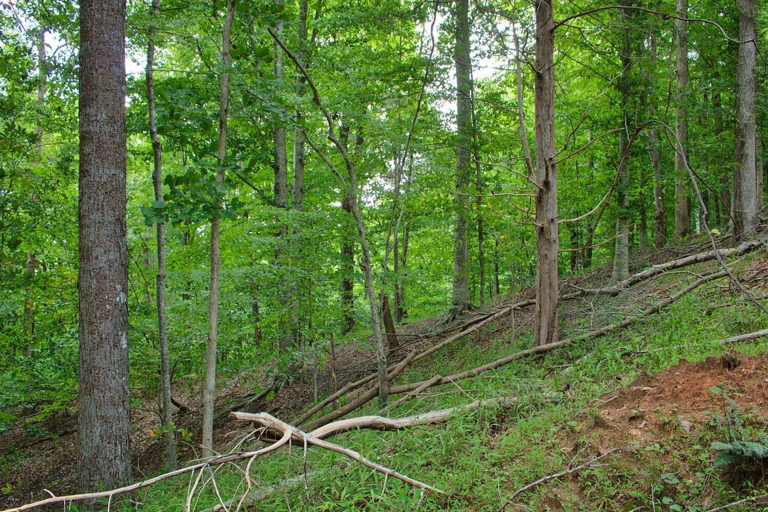 wooded lot 136 in Clearwater Creek - MLS# 4412566