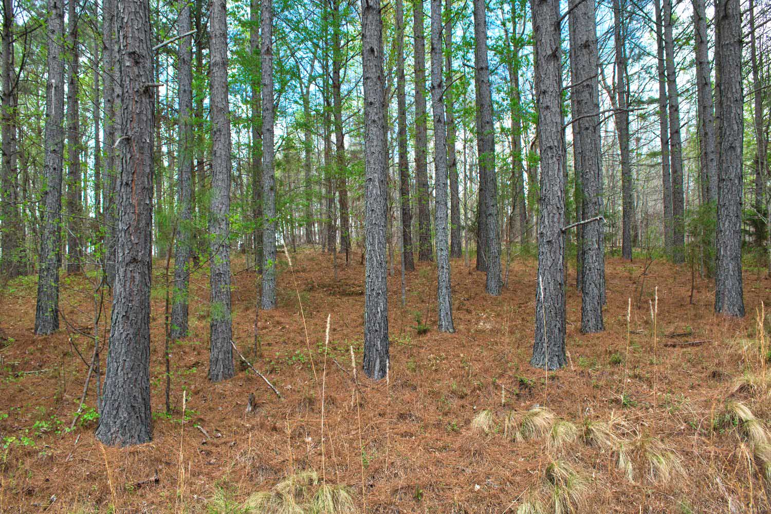 wooded, sloping land in Clearwater Creek - MLS #4365951